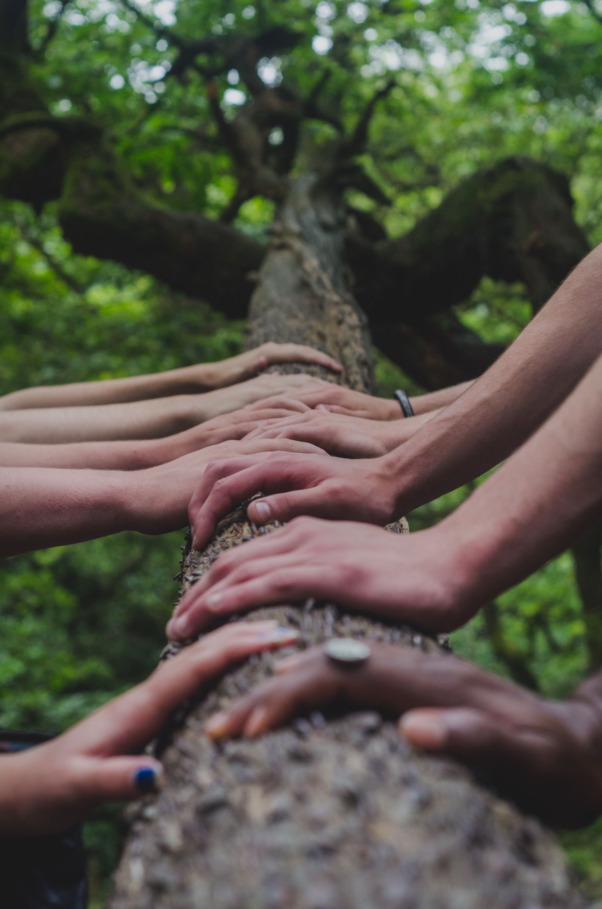 Group of hands on a tree