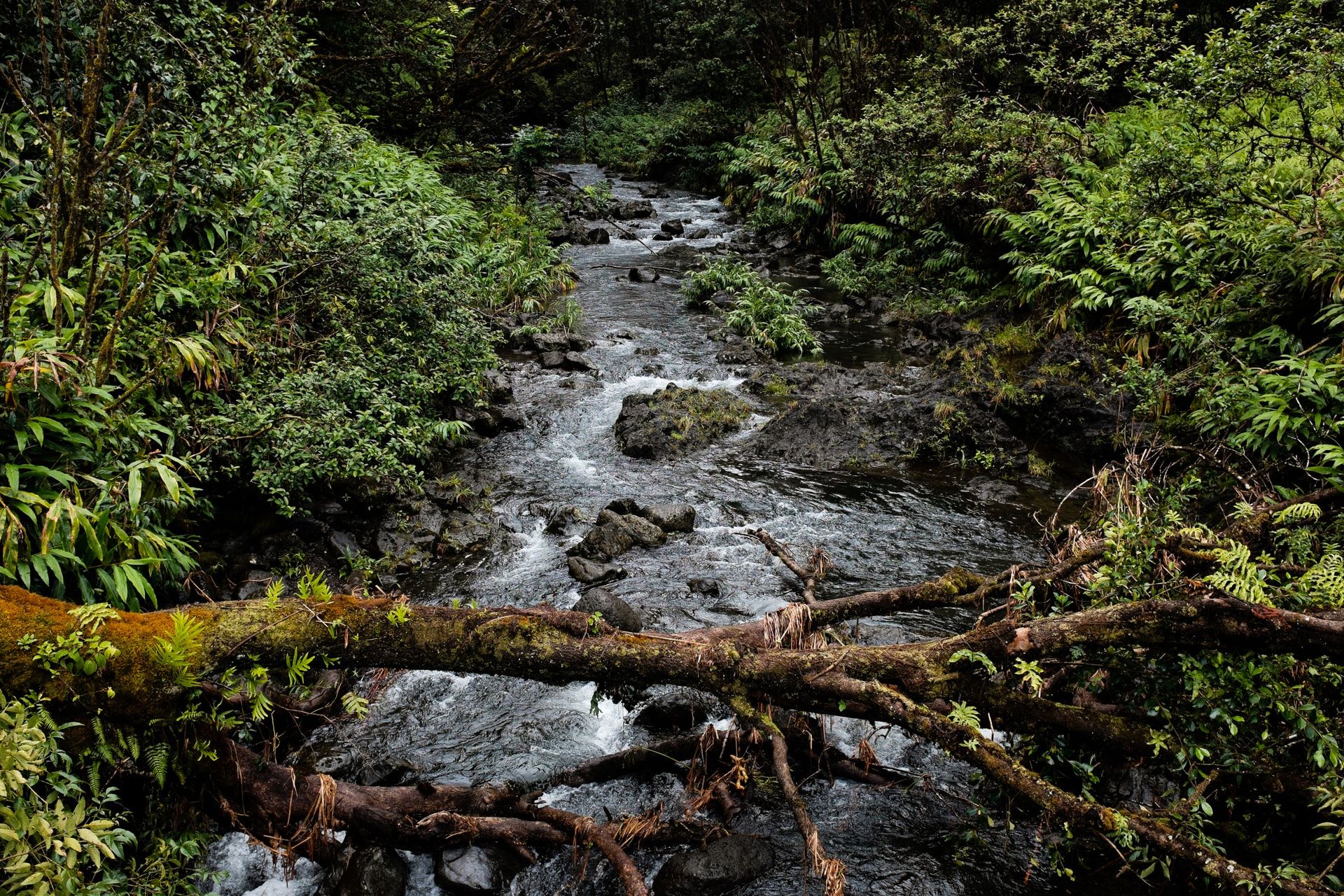 Tree that has fallen across a stream